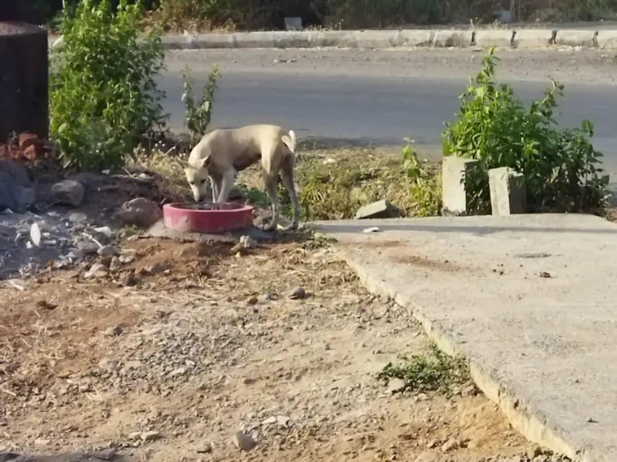A street dog drinking from a water bowl by the road